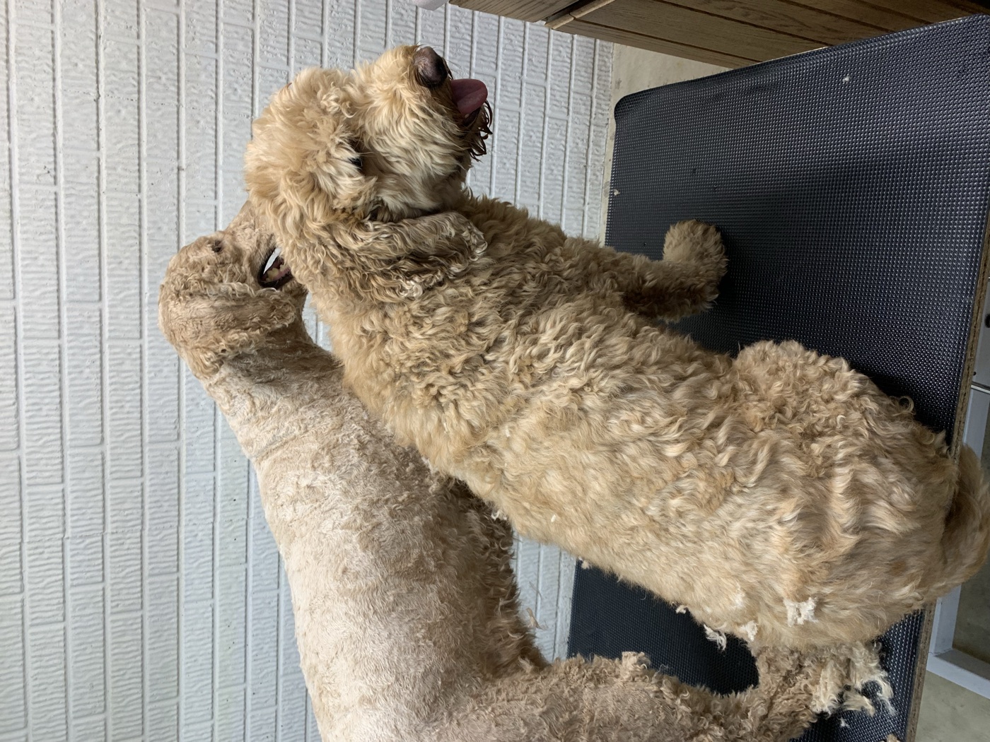 Doodle being groomed at Fur Babies Grooming Studio