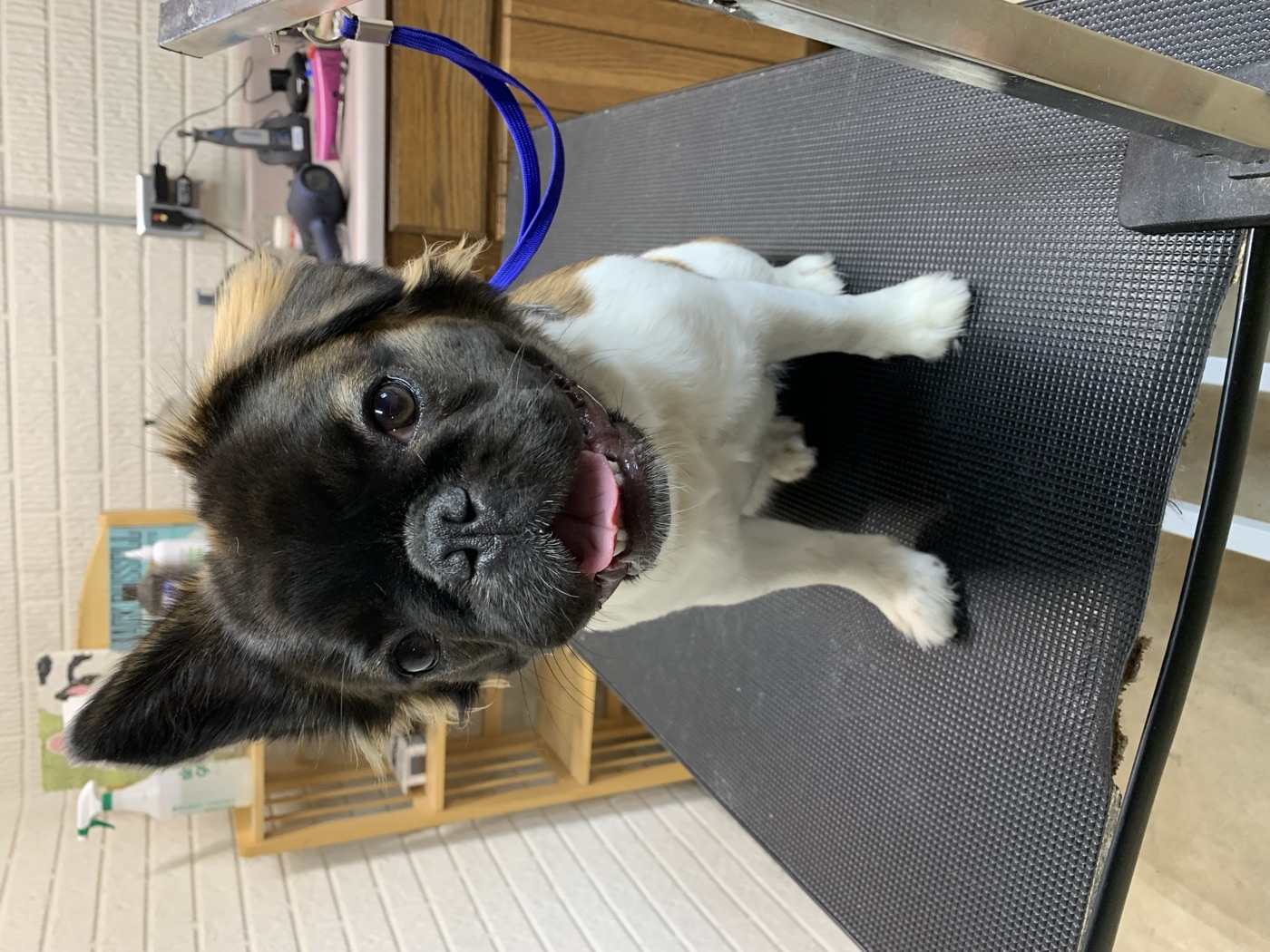 Pug mix on grooming table at Fur Babies Grooming Studio